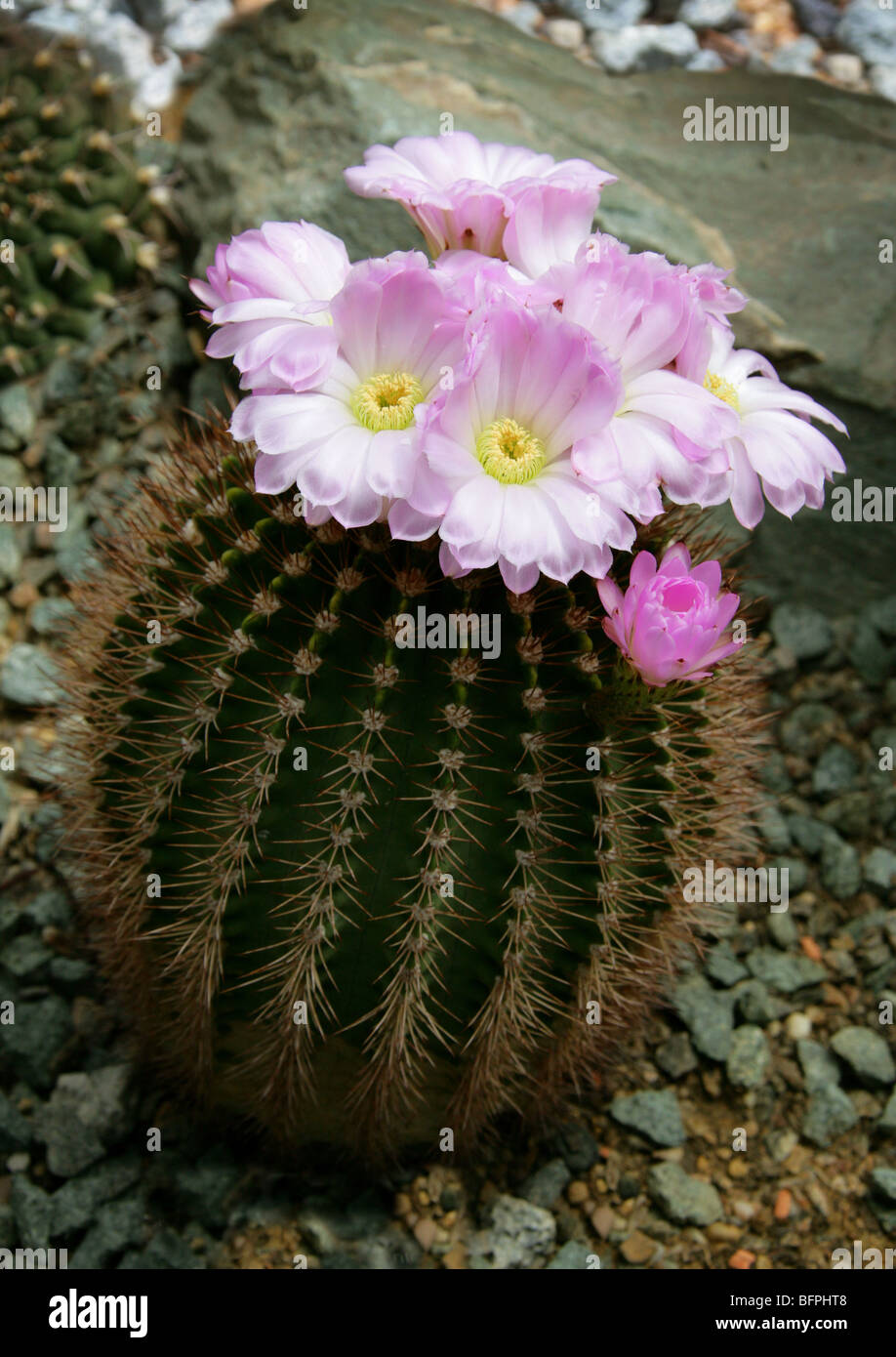 Acanthocalycium spiniflorum f. violaceum, Cactaceae, Southern and Western USA, North America Stock Photo