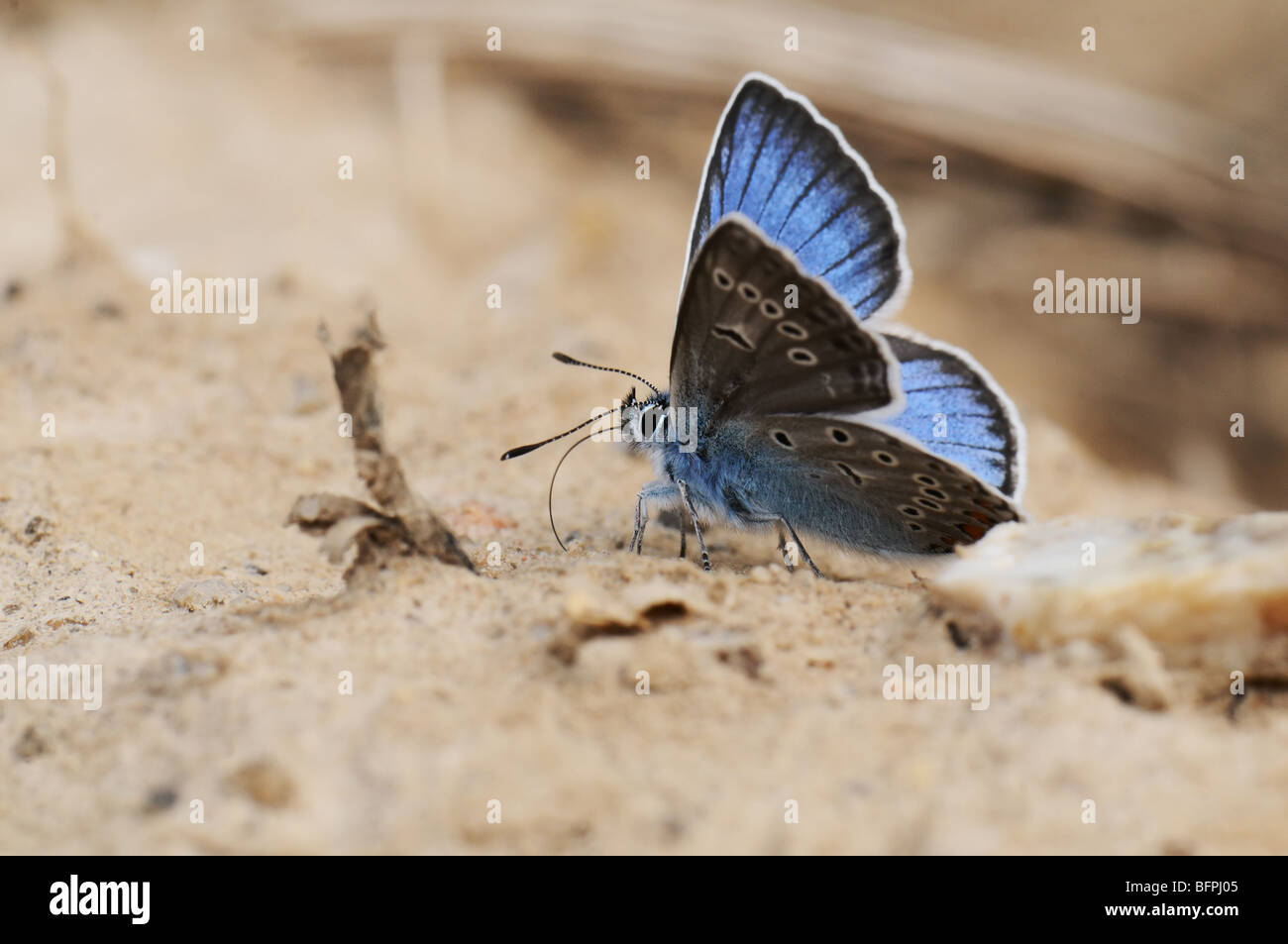 Earth insects hi-res stock photography and images - Alamy