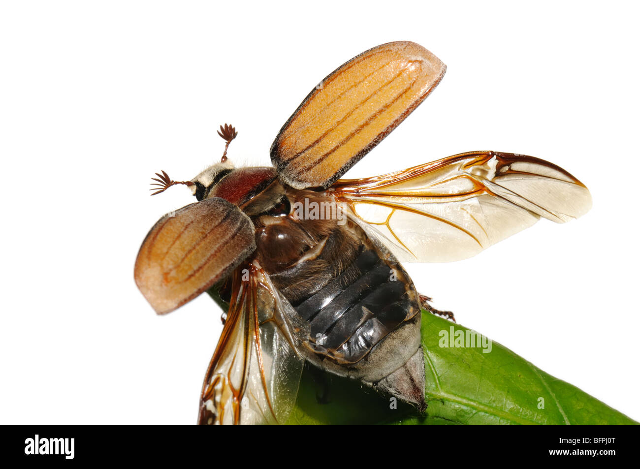 flying up may-bug (Melolontha vulgaris) close-up . Stock Photo