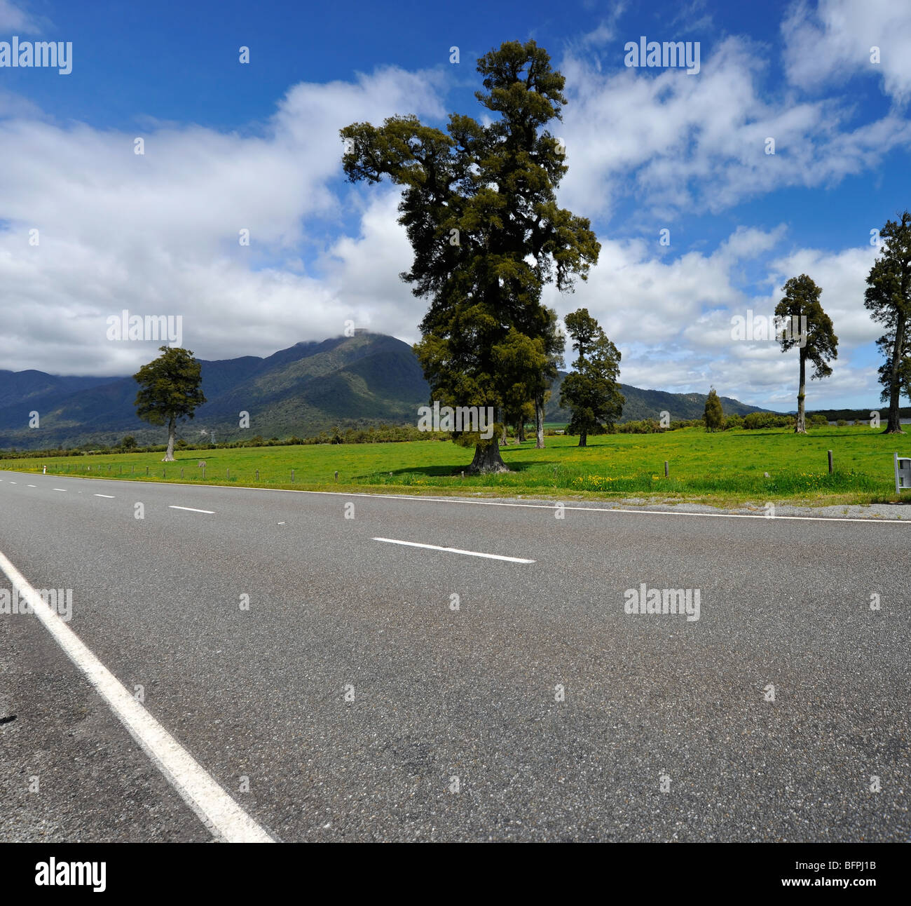 New Zealand south island west coast road with Black pines Stock Photo