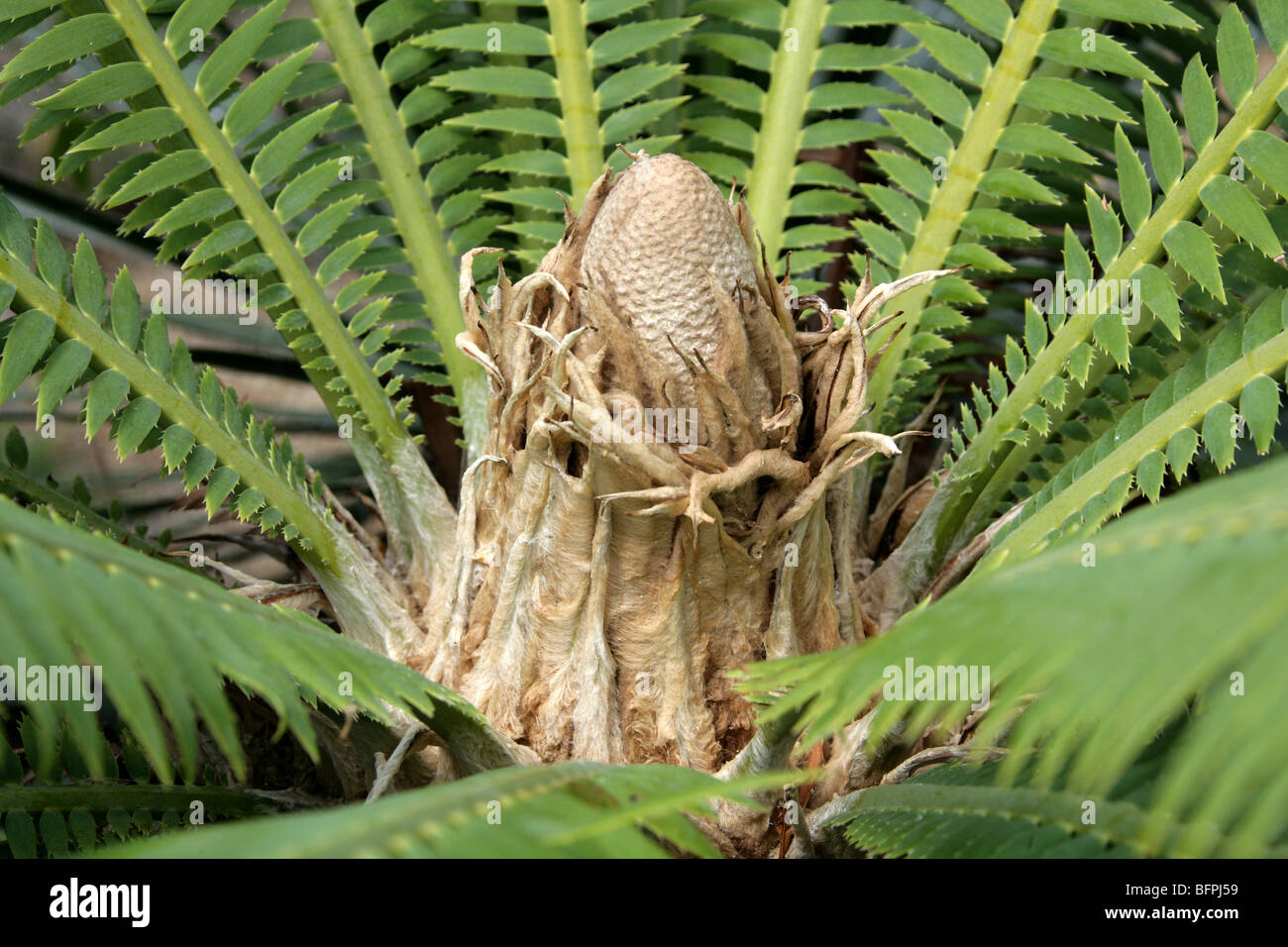 Gum Palm or Giant Dioon, Dioon spinulosum, Zamiaceae, Mexico. A Mexican Endemic Cycad. Stock Photo