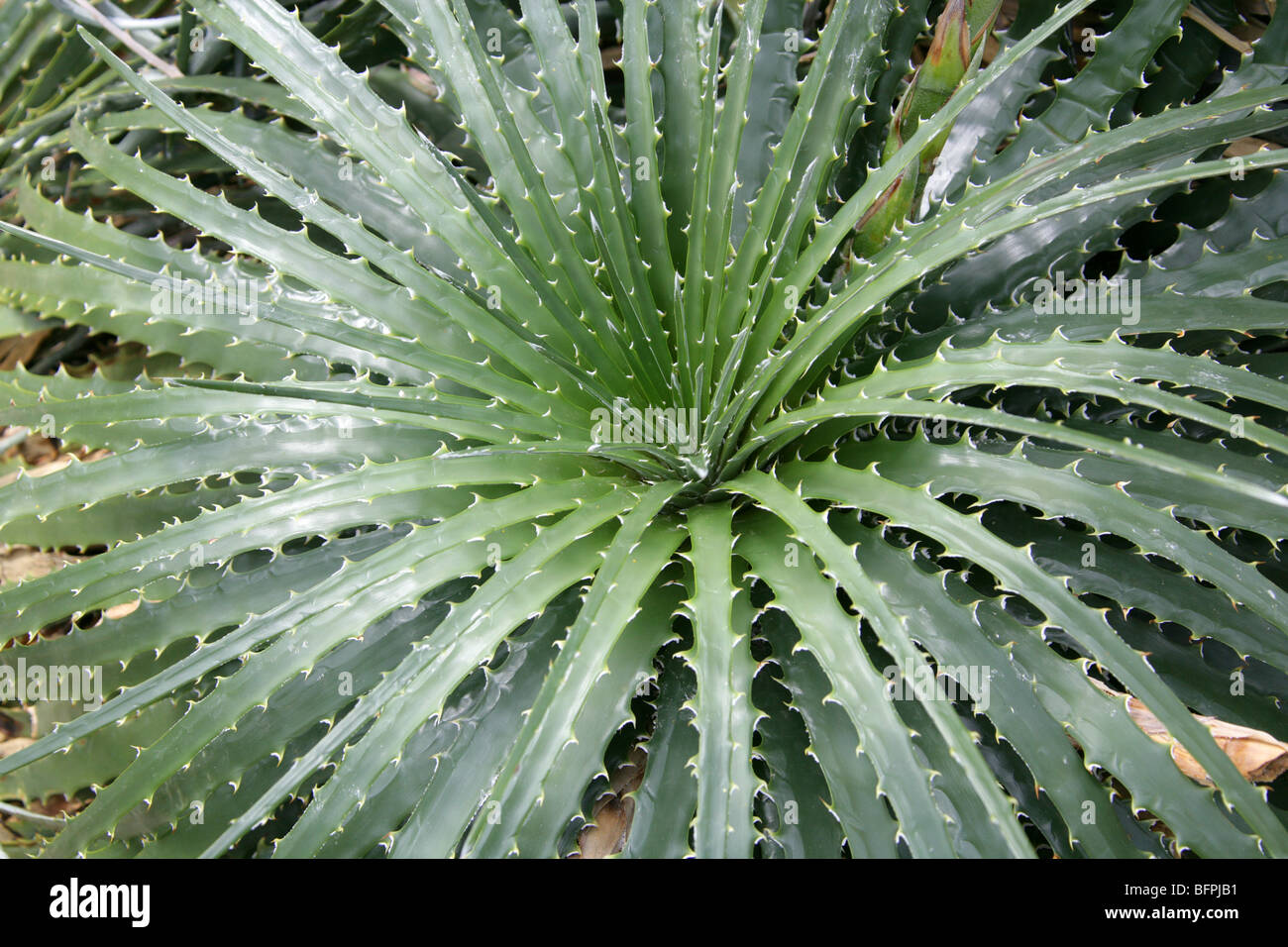 Dyckia, Dyckia frigida, Bromeliaceae, Brazil, South America Stock Photo