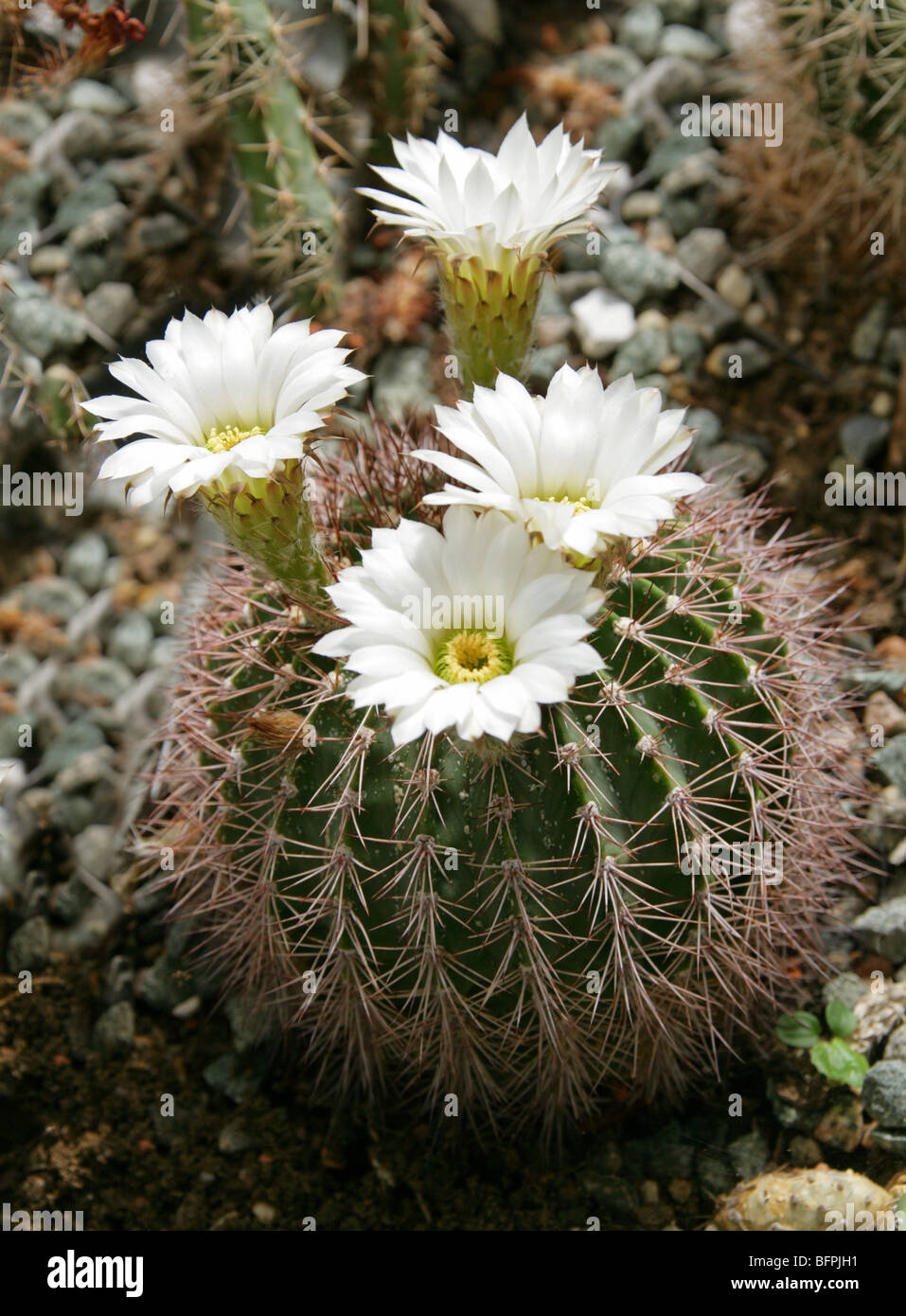 Echinopsis spiniflora, Cactaceae, North West Argentina, South America Stock Photo