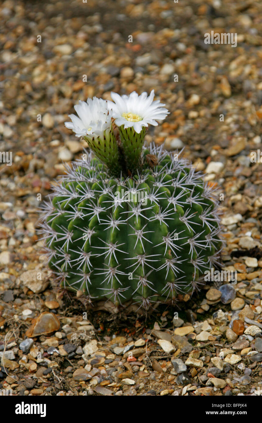 Echinopsis spiniflora, Cactaceae, North West Argentina, South America Stock Photo