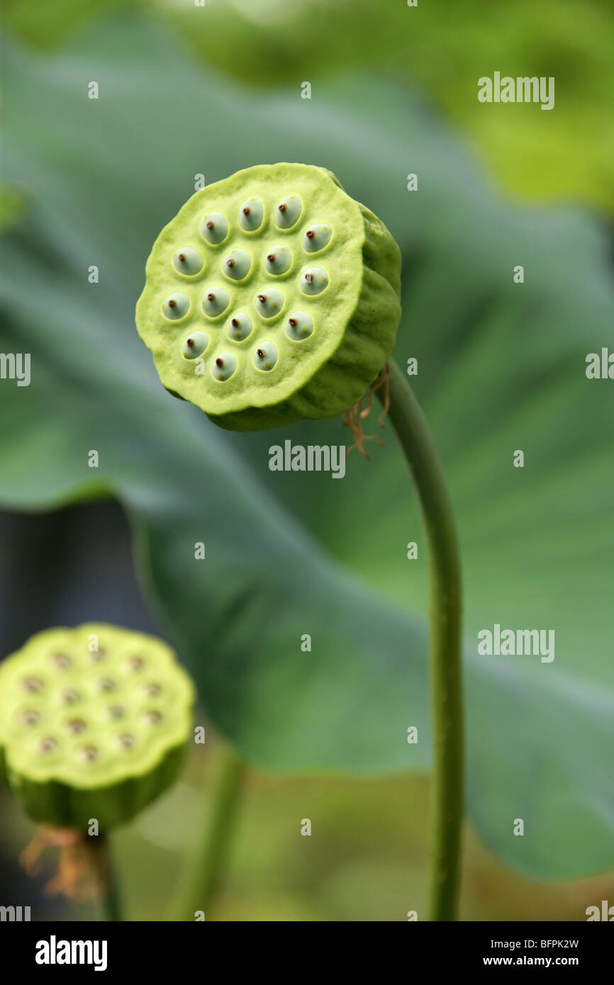 Indian Lotus, Sacred Lotus, Bean of India or Sacred Waterlily, Nelumbo nucifera, Nelumbonaceae, Fruiting Seed Head Stock Photo