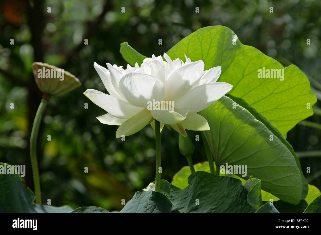 Indian Lotus, Sacred Lotus, Bean of India or Sacred Waterlily, Nelumbo nucifera, Nelumbonaceae, syn. Nelumbium speciosum Stock Photo