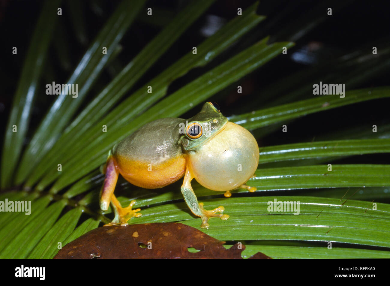 Calling male dainty tree frog (Litoria gracilenta), Cape Tribulation, Queensland, Australia Stock Photo