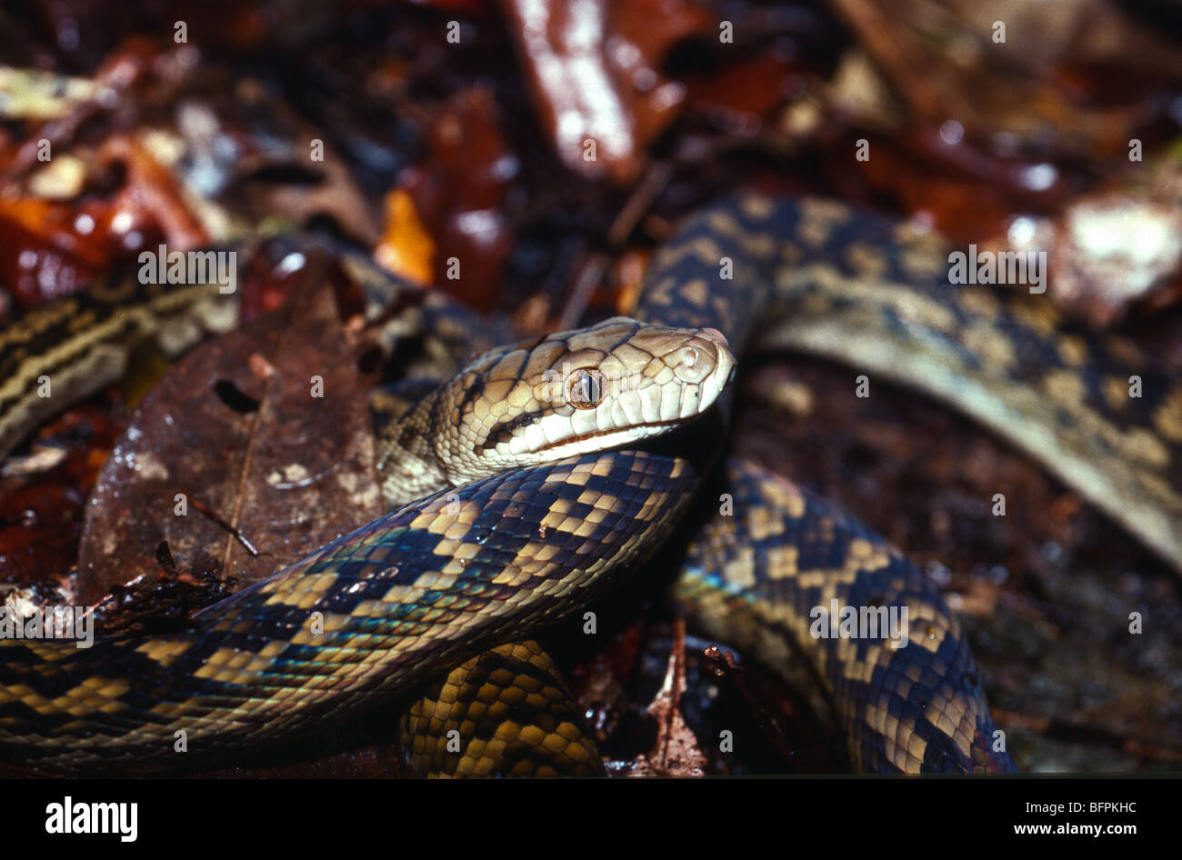 Amethystine python hi-res stock photography and images - Alamy