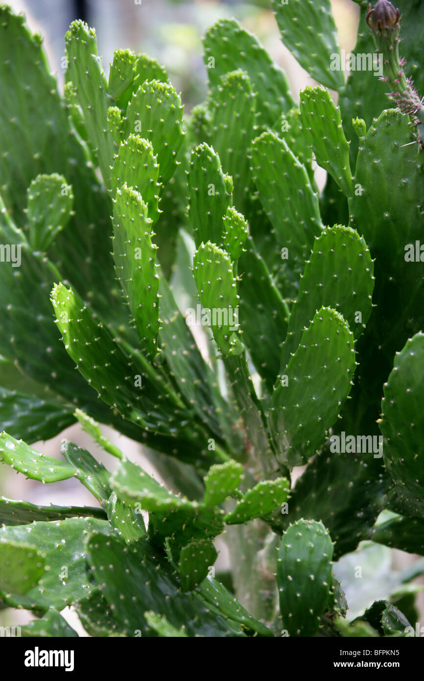 Prickly Pear Cactus, Opuntia falcata, Cactaceae. Northwestern Haiti Stock Photo