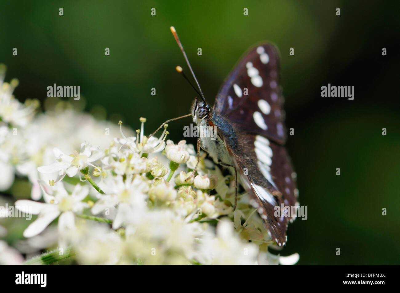 Southern White Admiral butterfly (Limenitis reducta) male feeding. Slovenia, July Stock Photo