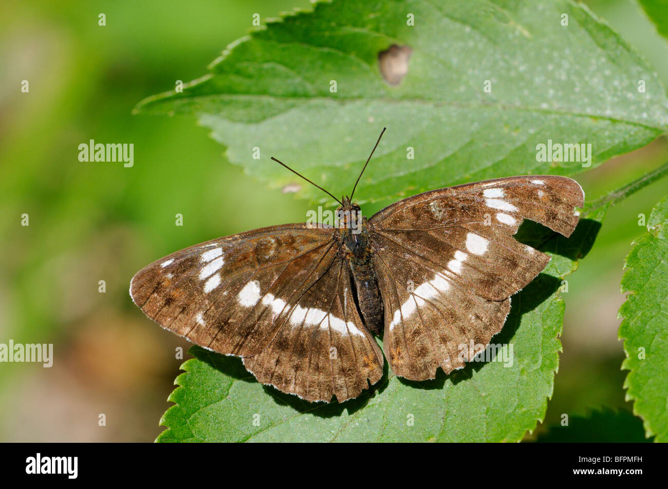 White Admiral butterfly (Limenitis camilla) female with damaged wing. Slovenia, July Stock Photo