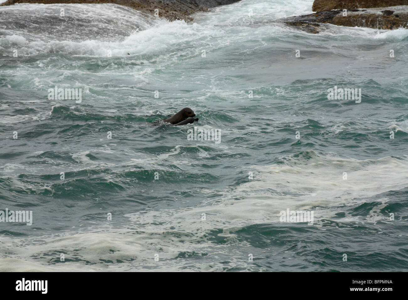 Fur Sea Lions (Seal) during fur change period (Arctocephalus pusillus) Cape Town, Cape Cross, South Africa Stock Photo