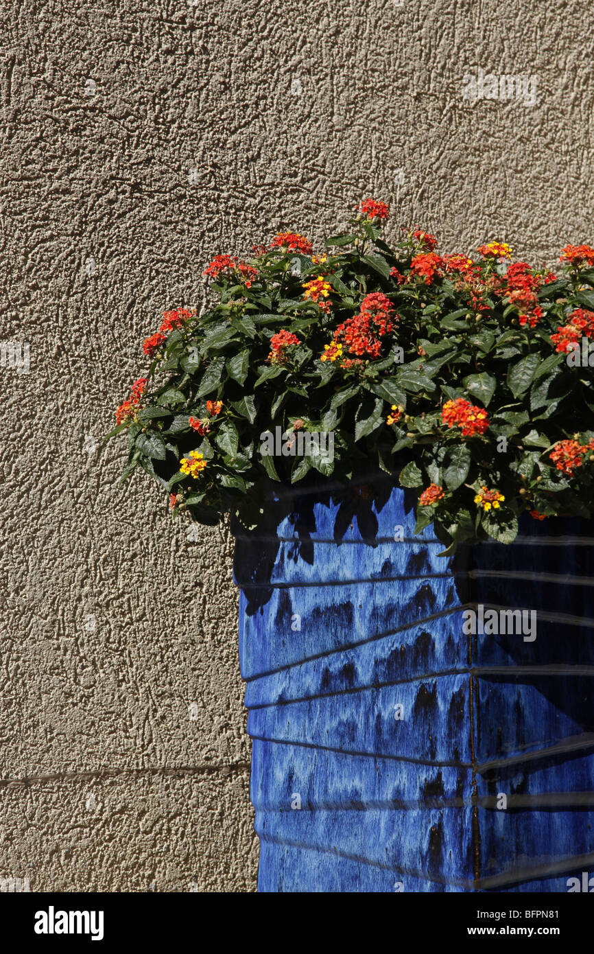 A tall blue vase with red and yellow flowers Stock Photo - Alamy