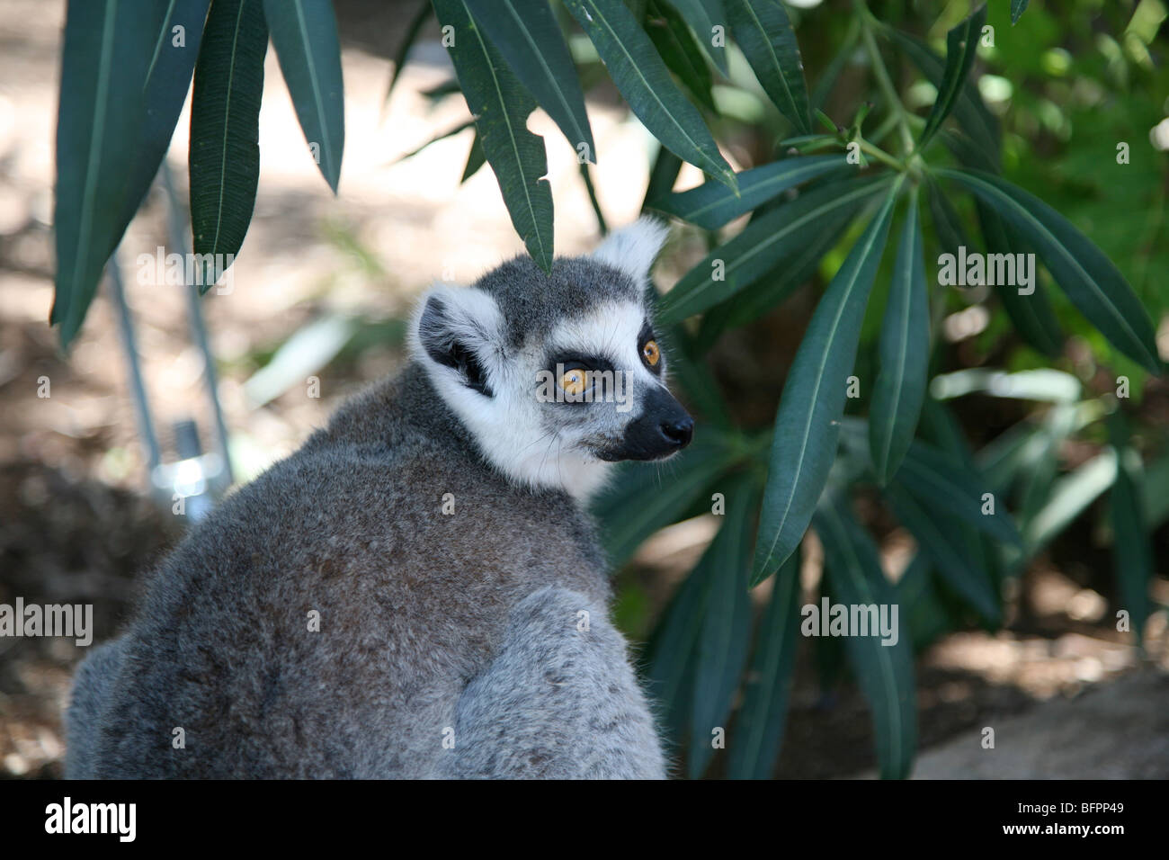 exotic animal, monkey Stock Photo