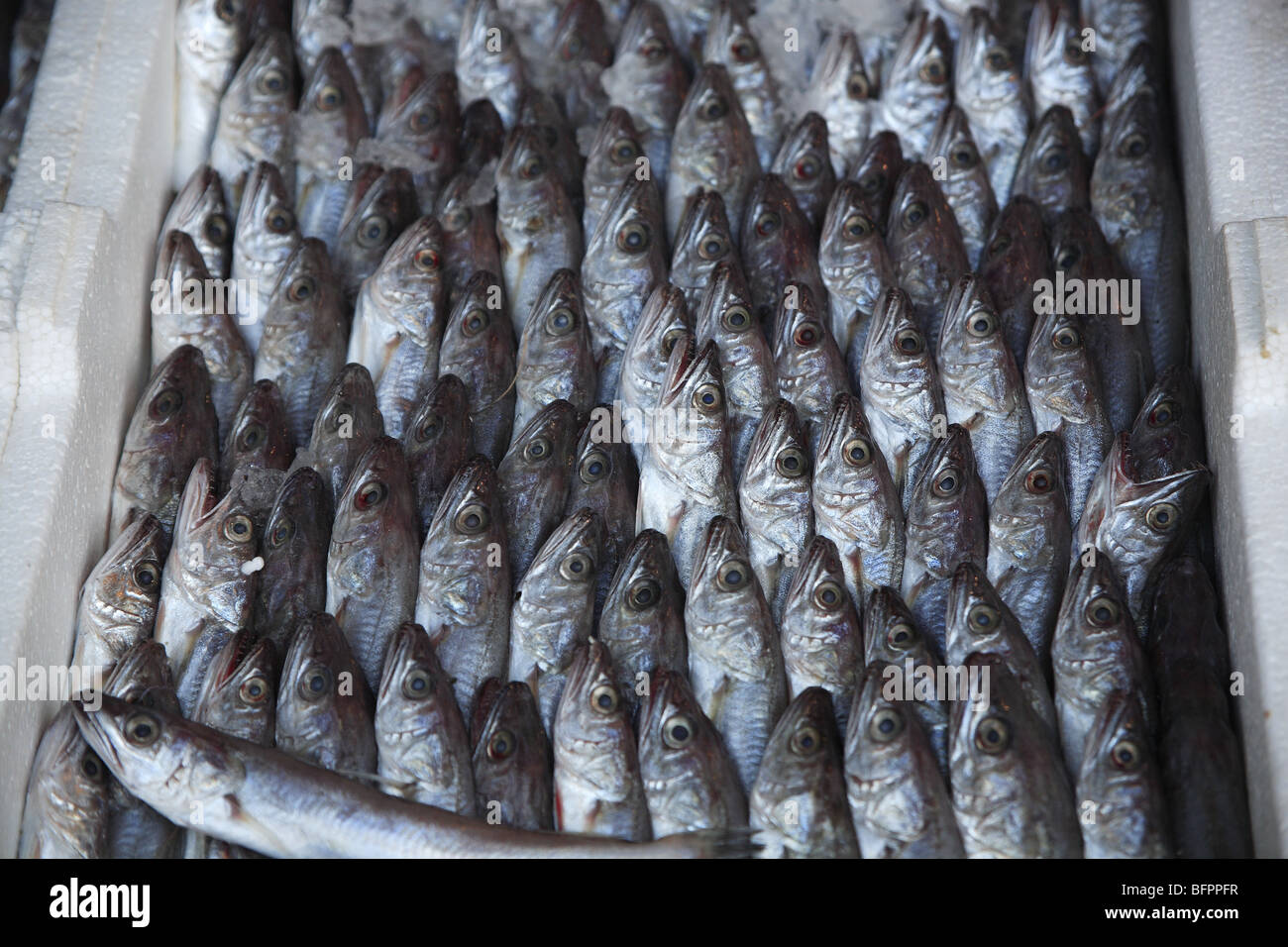 Display of sardines in the market of the Avni Rustemi district of Tirana, Albania Stock Photo
