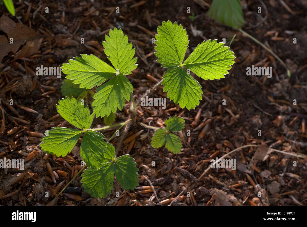 Wild Strawberry Fragaria vesca, Rosaceae, Monti Simbruini Park, Jenne, Lazio, Italy Stock Photo