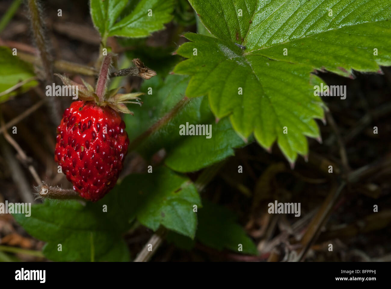 Wild Strawberry Fragaria vesca, Rosaceae, Monti Simbruini Park, Jenne, Lazio, Italy Stock Photo