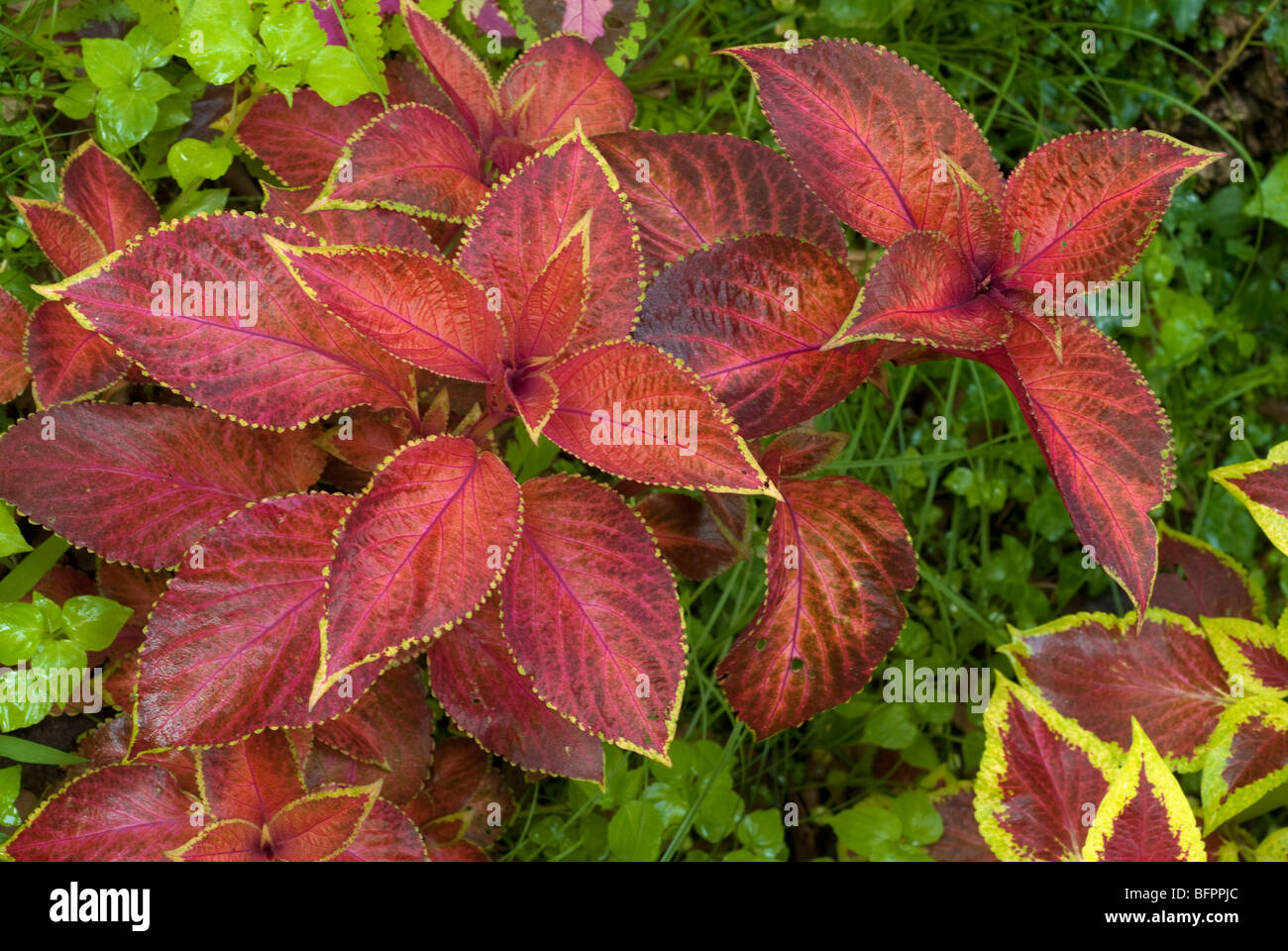 Coleus blumei Hybrid, Lamiaceae Stock Photo
