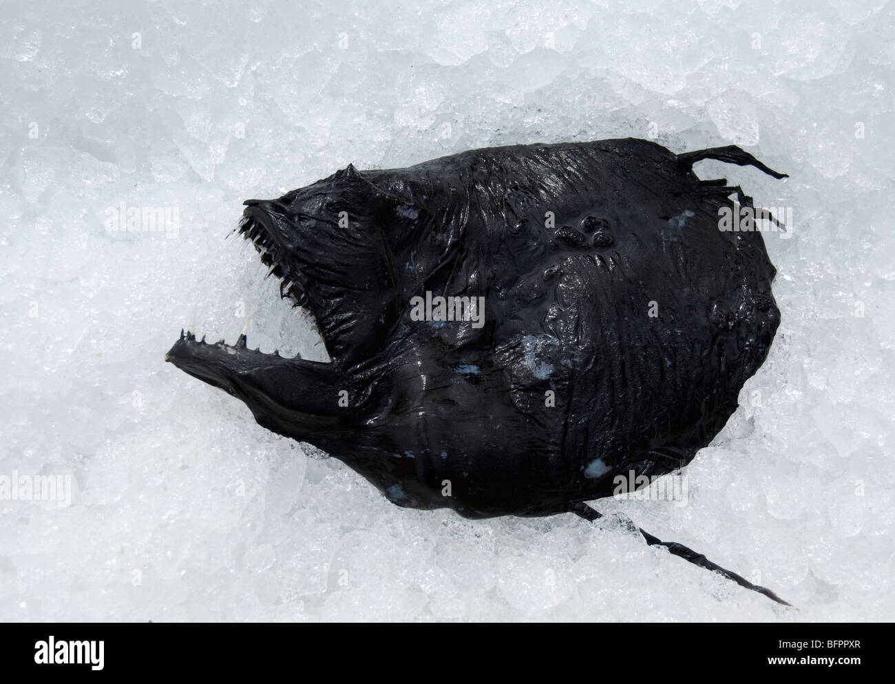 Deep sea fish, Icelandic Seamans Day, National Holiday, Iceland Stock Photo