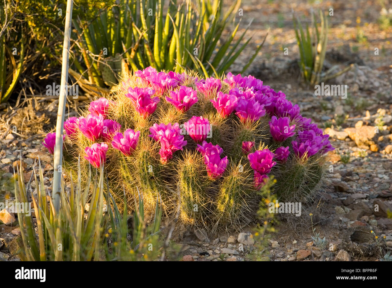 Cacti in bloom in Big Bend National Park, TX Stock Photo