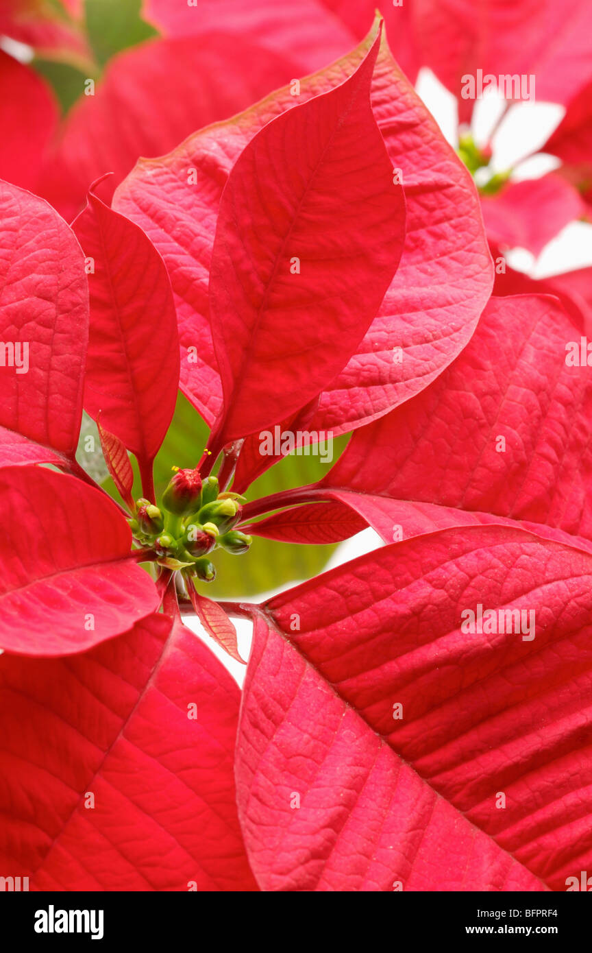 Close-up of a red poinsettia Stock Photo