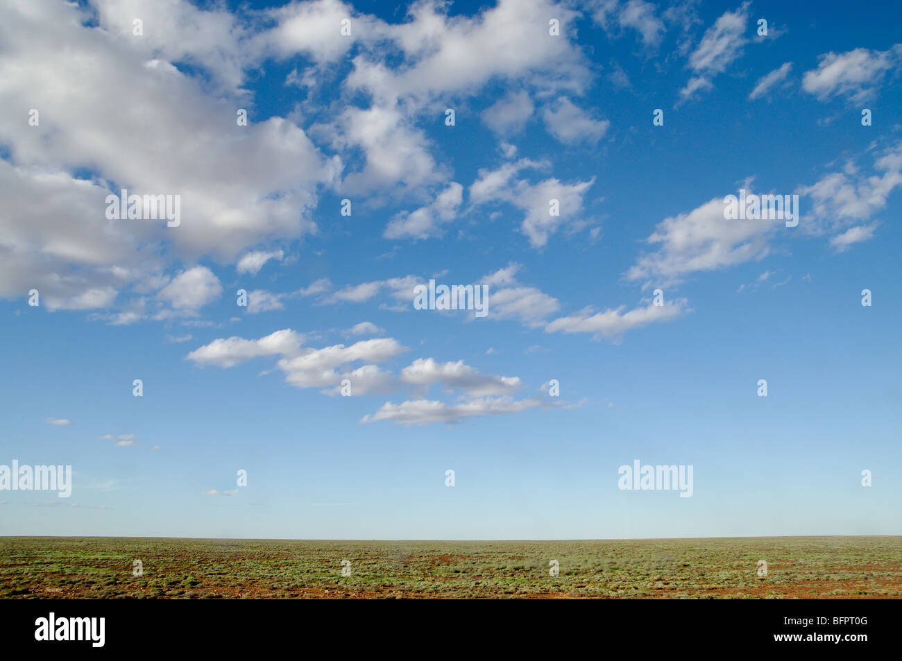 plants in the desert go green after rain Stock Photo Alamy