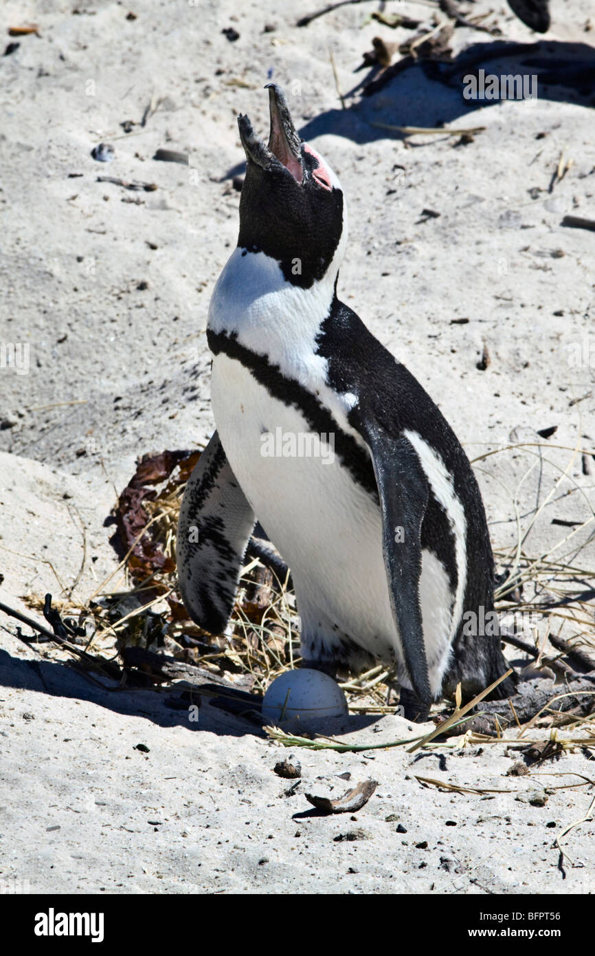 Breeding African Penguins at Boulders Beach, Cape Town, South Africa Stock Photo