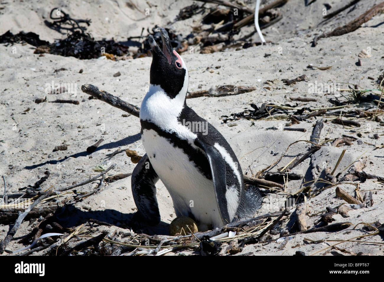 Breeding African Penguins at Boulders Beach, Cape Town, South Africa Stock Photo