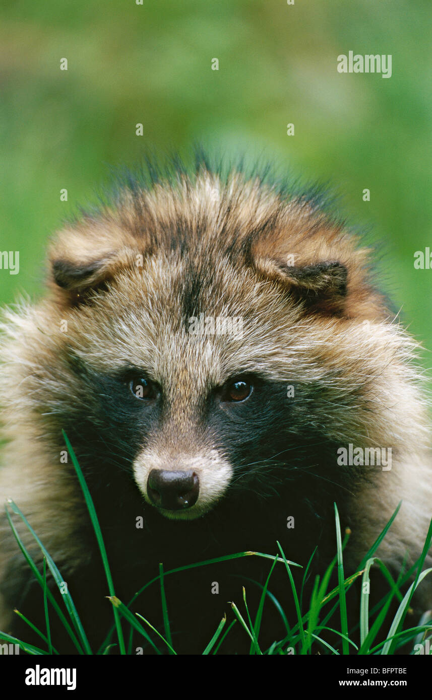 raccoon dog, nyctereutes procyonoides Stock Photo