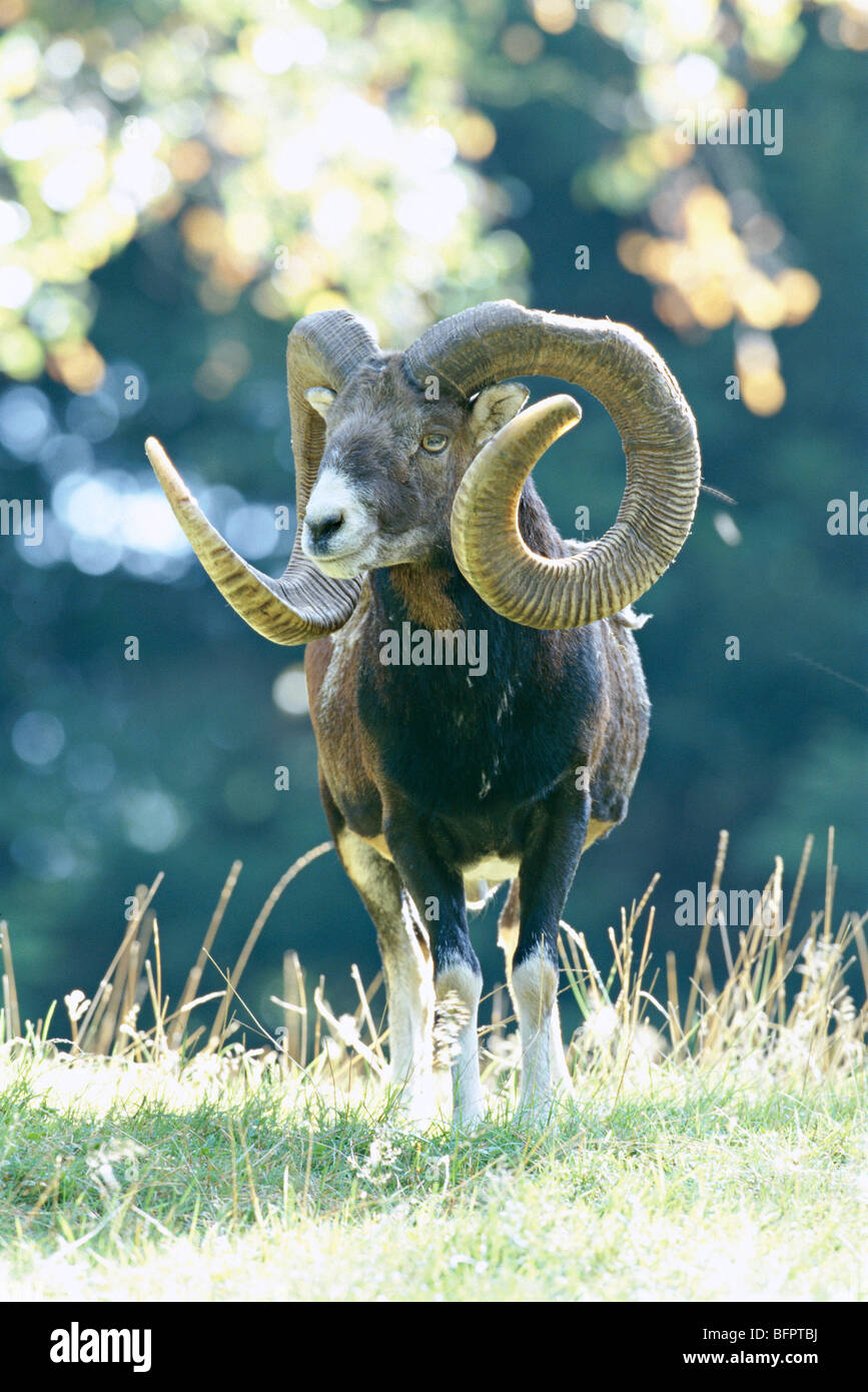 mouflon, ovis ammon musimon Stock Photo