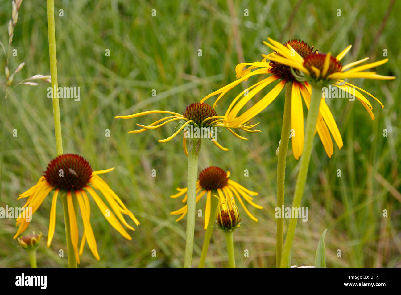 Echinacea paradoxa hires stock photography and images Alamy