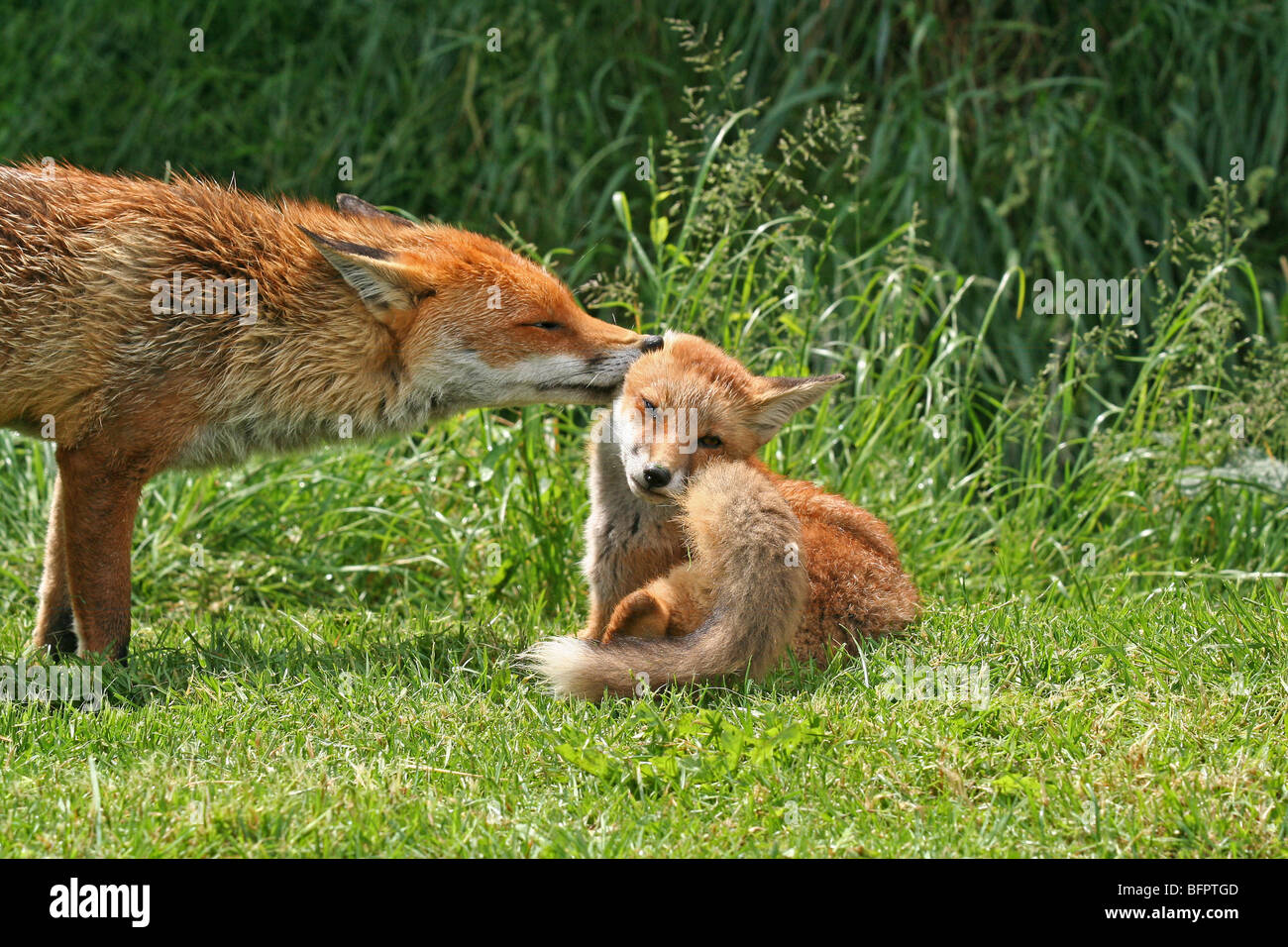 A female fox (vixen) washing her cub. Stock Photo