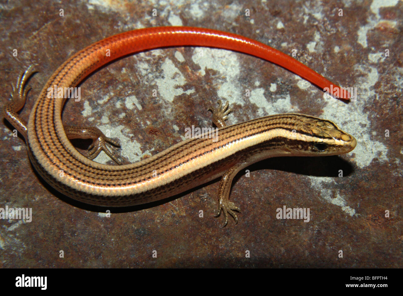Snake Skink Lygosoma sp. Stock Photo