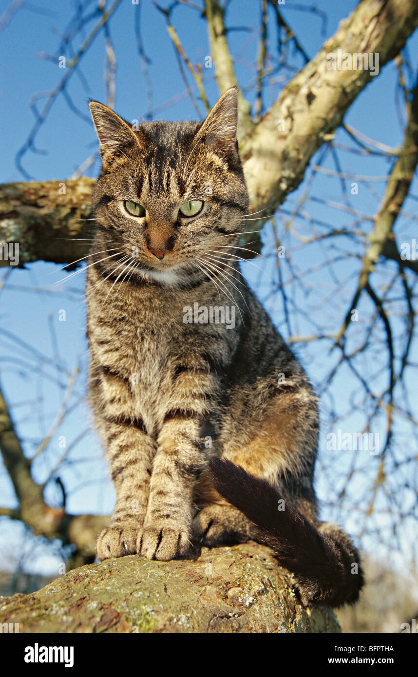 domestic cat, cat, felis silvestris f. catus Stock Photo Alamy — free download