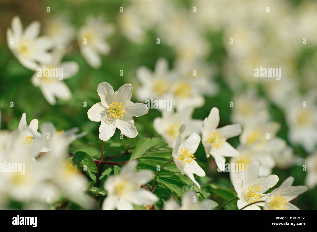 wood anemone, windflower, european thimbleweed, smell fox, anemone