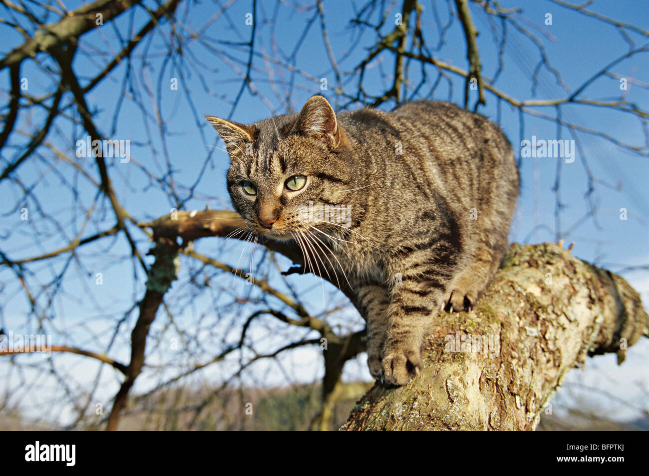 domestic cat, cat, felis silvestris f. catus Stock Photo Alamy — free download