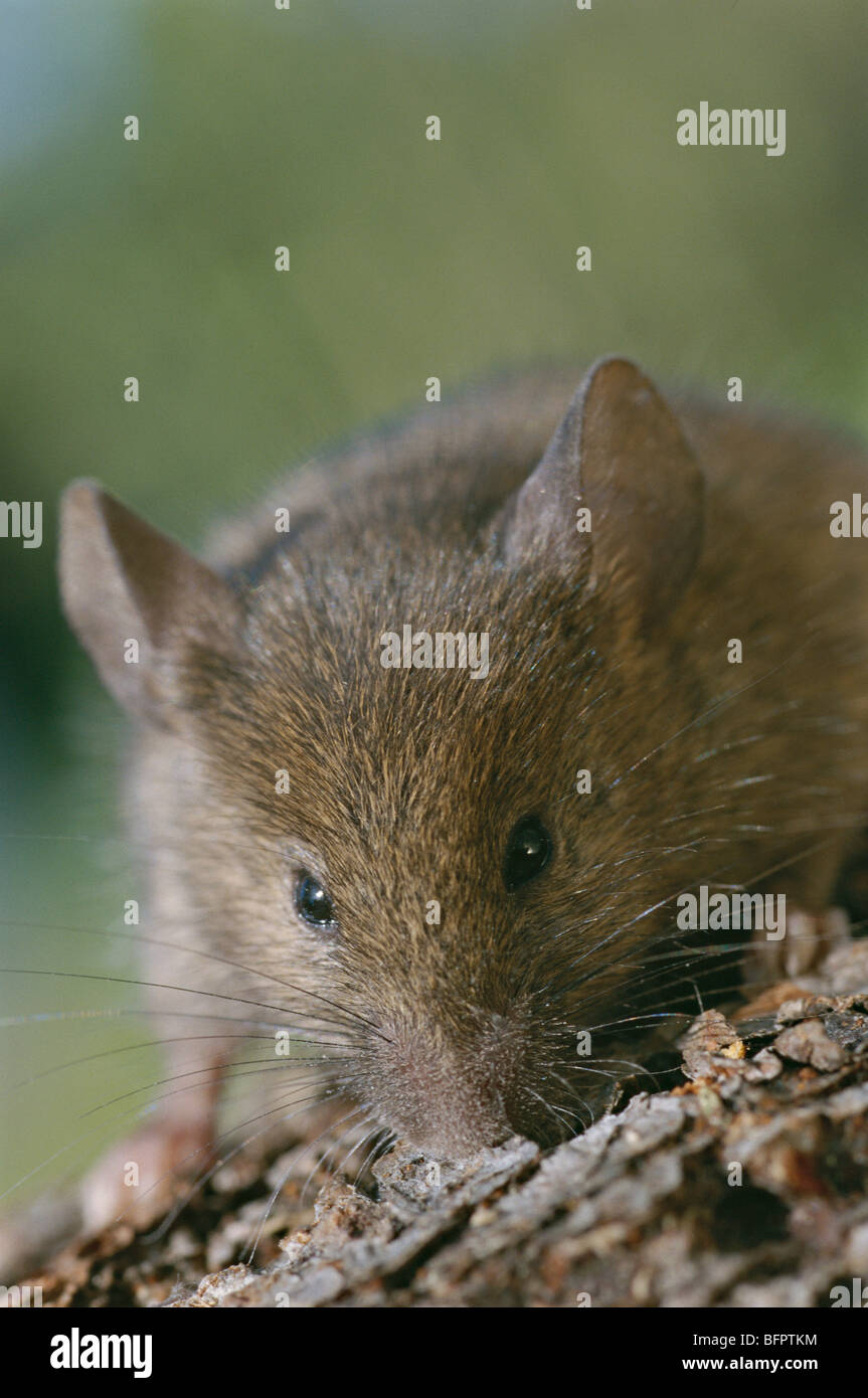 wood mouse, longtailed field mouse, apodemus sylvaticus Stock Photo