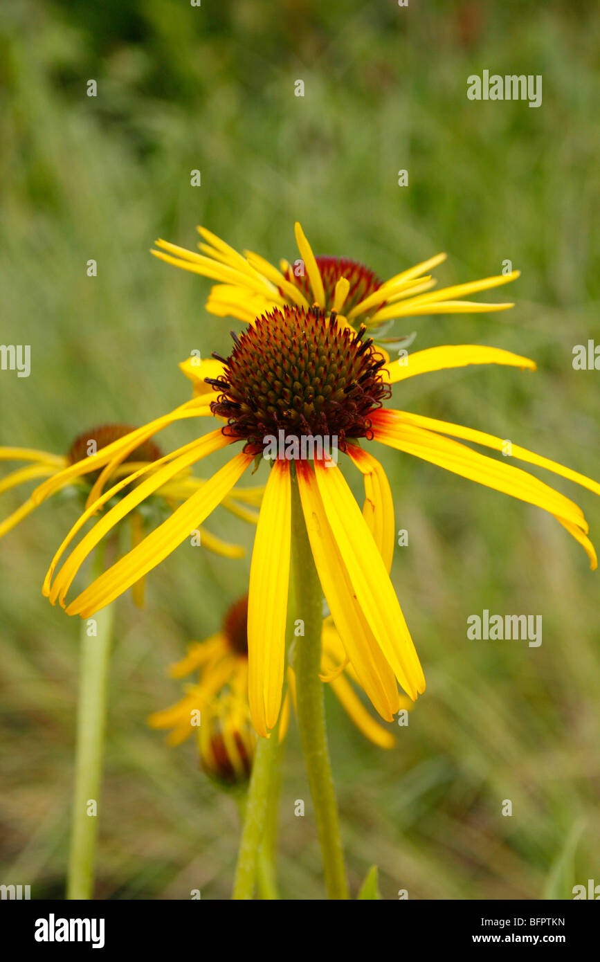 Echinacea paradoxa hires stock photography and images Alamy