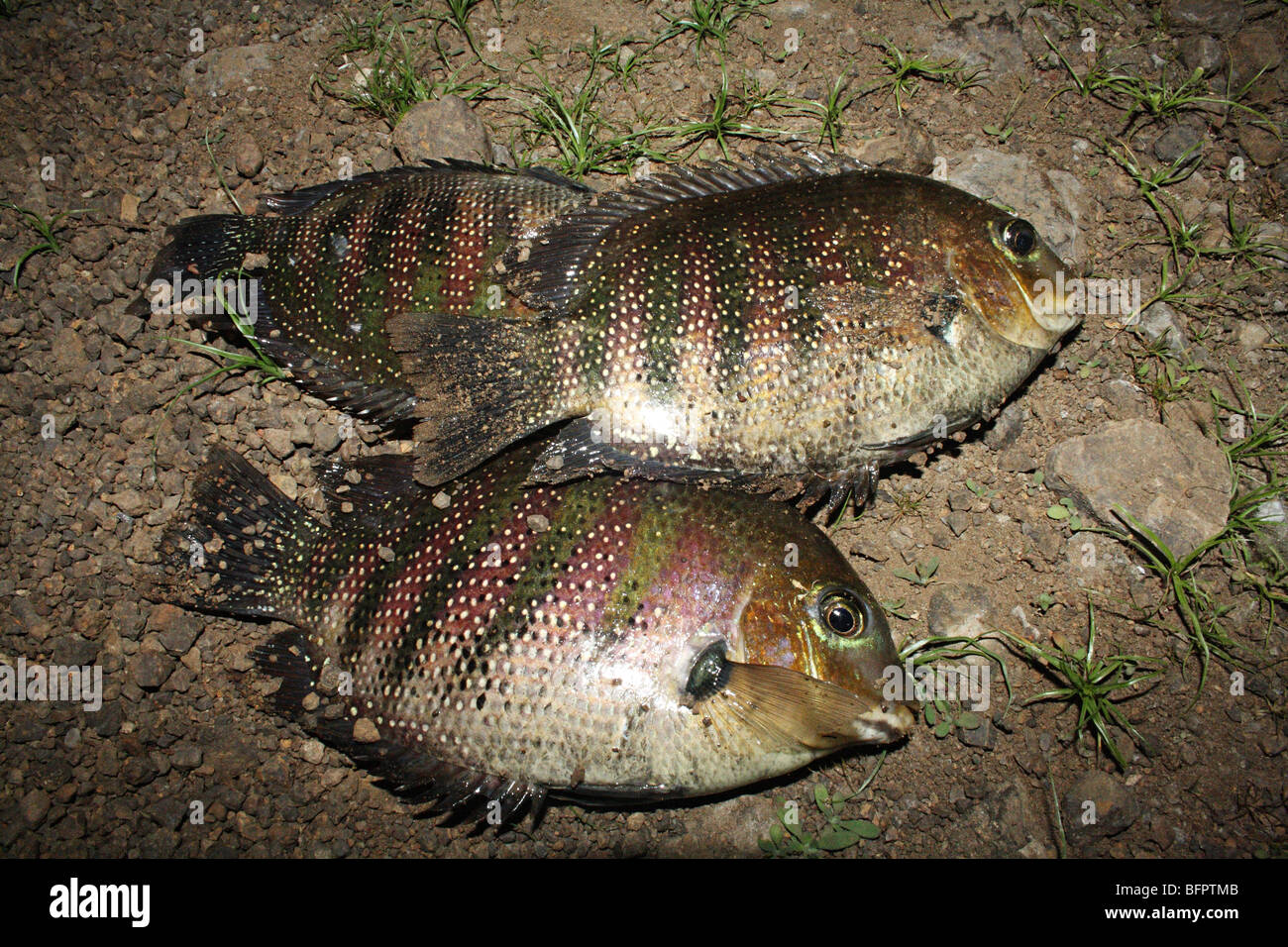 Tilapia hires stock photography and images Alamy