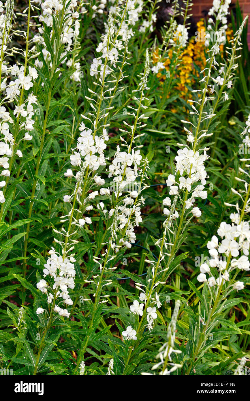 Epilobium angustifolium f. album syn Chamerion angustifolium 'Album' - White flowered form of Willow herb Stock Photo