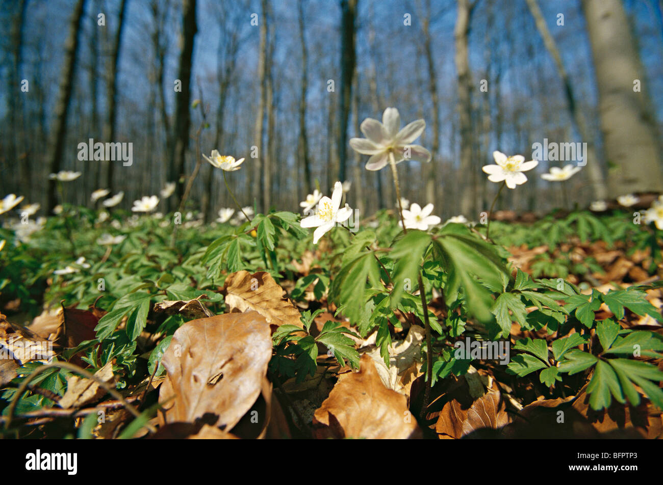 wood anemone, windflower, european thimbleweed, smell fox, anemone