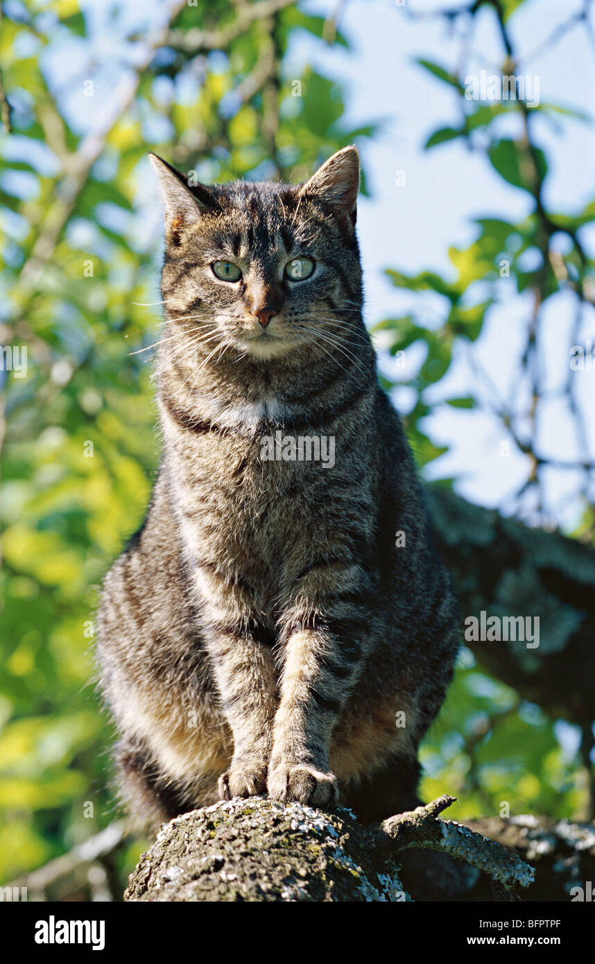 domestic cat, cat, felis silvestris f. catus Stock Photo Alamy — free download