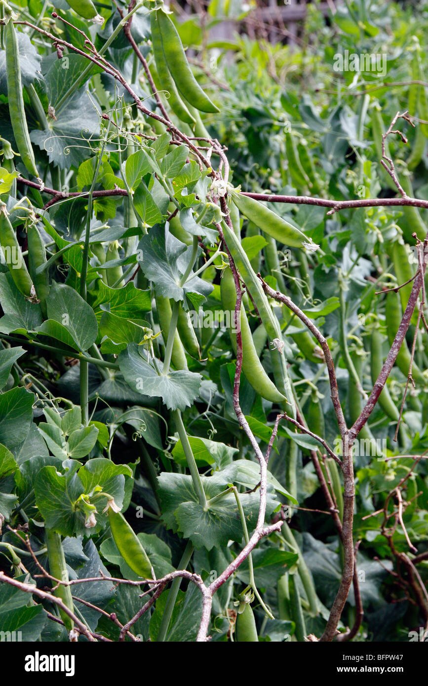 Pea 'Hurst Greenshaft' Stock Photo Alamy