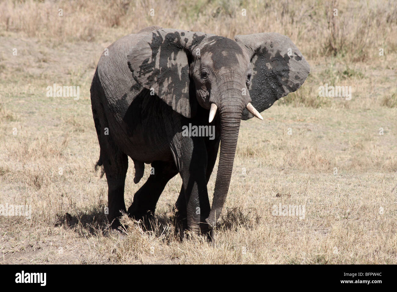 Adolescent African Elephant Loxodonta africana Taken In The Serengeti NP, Tanzania Stock Photo