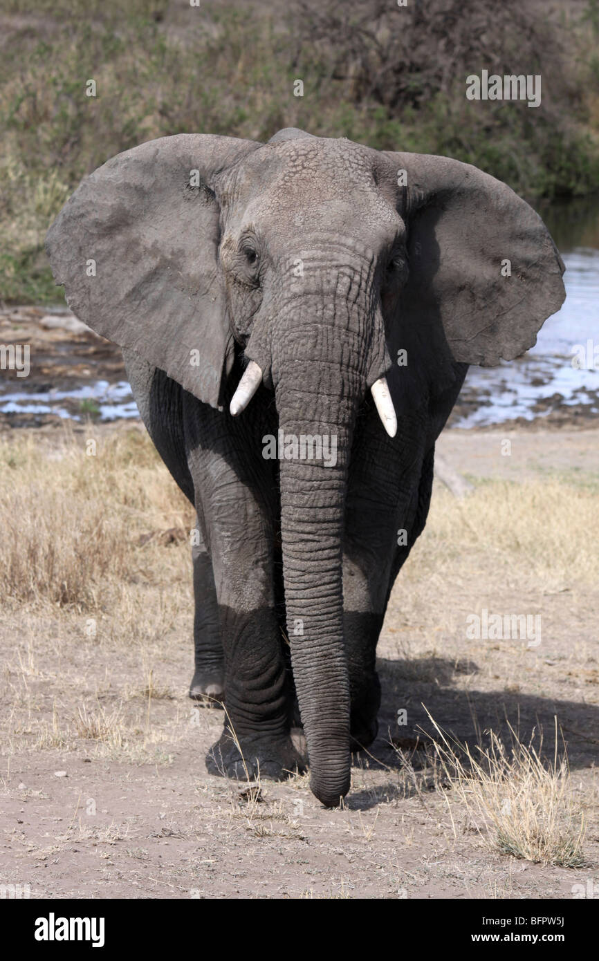 African Elephant Loxodonta africana Facing Camera Taken In The Serengeti NP, Tanzania Stock Photo