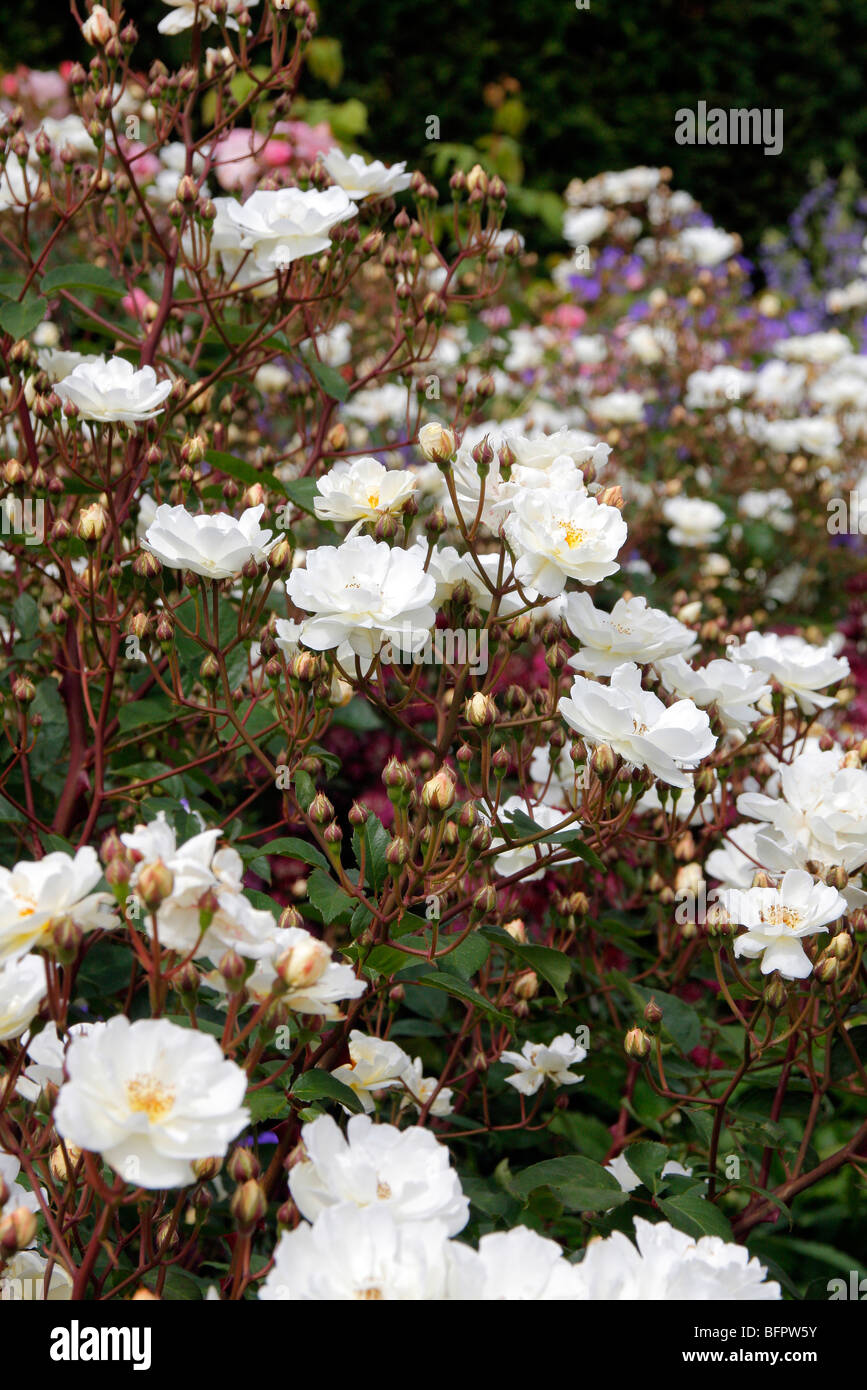 Hybrid musk rose flower fragrant hi-res stock photography and images ...
