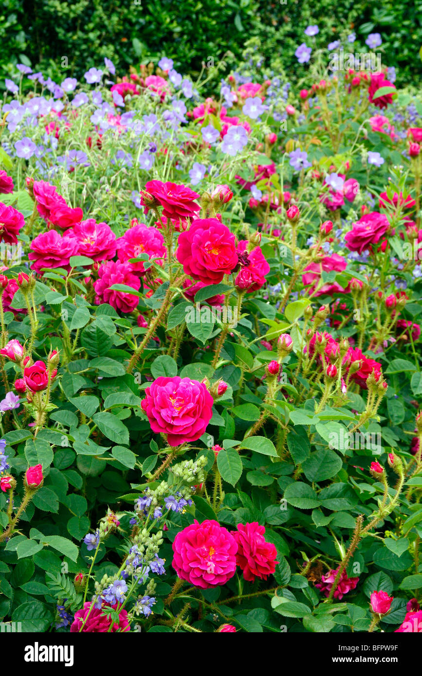 Rosa 'Henri Martin' shrub rose at RHS Rosemoor Stock Photo - Alamy