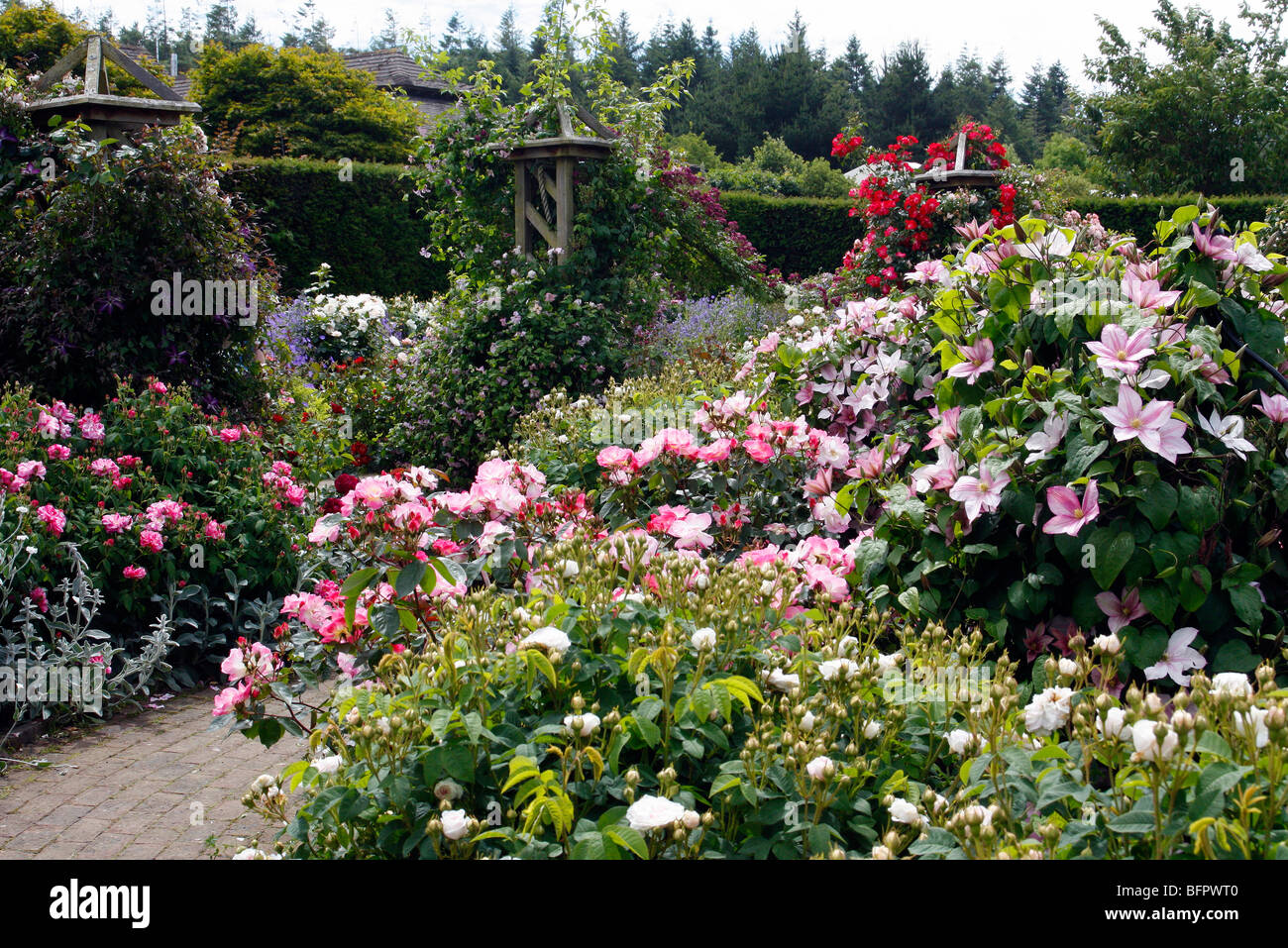 THe Rose Garden at RHS Rosemoor in late June Stock Photo
