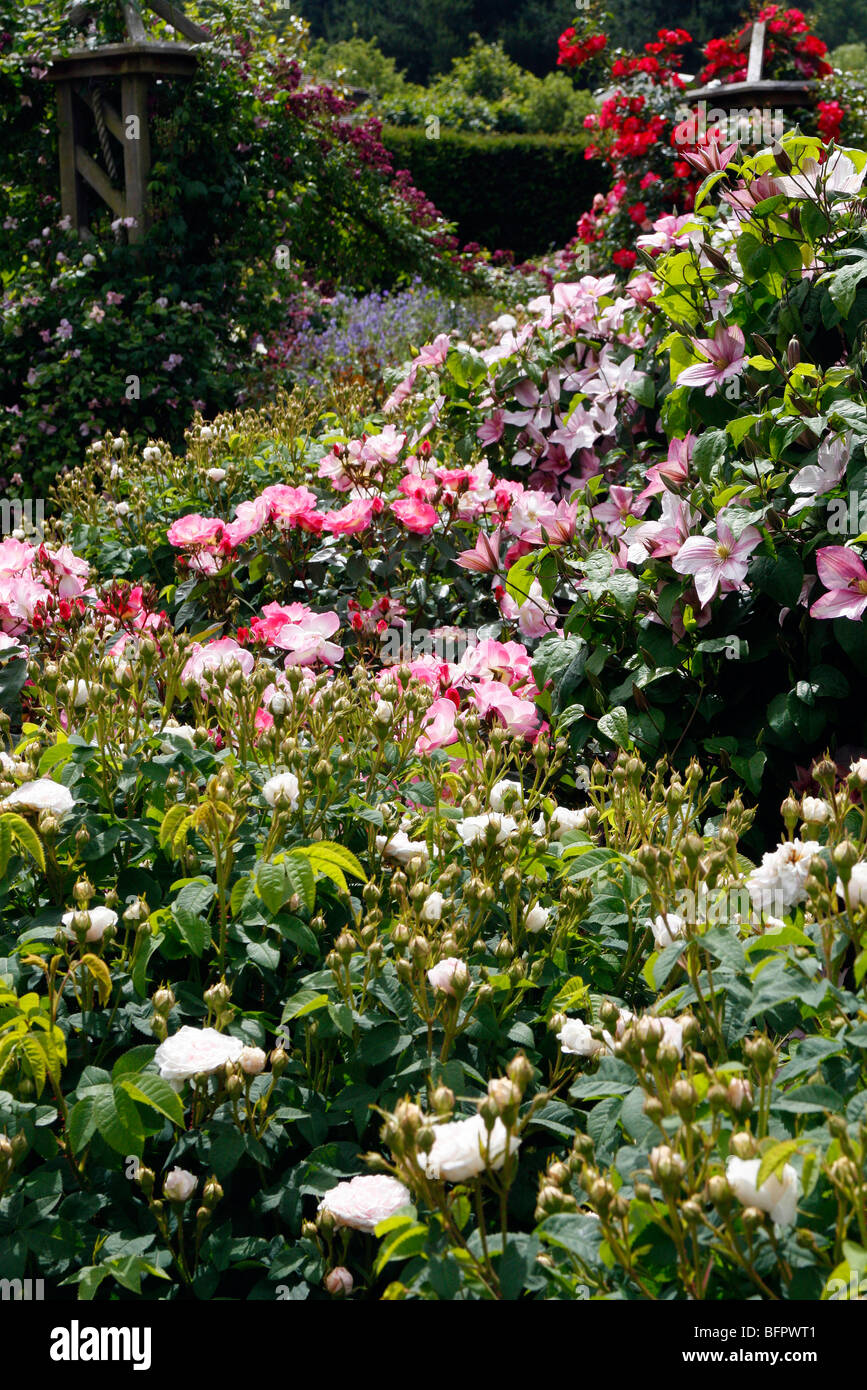 THe Rose Garden at RHS Rosemoor in late June Stock Photo