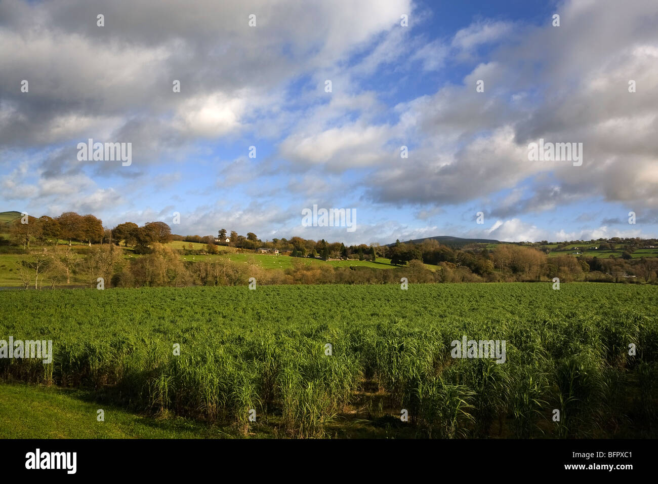 Field of Miscanthus Gianteus (Elephant Grass) for Biofuels, Near Inistioge, County Wexford, Ireland Stock Photo